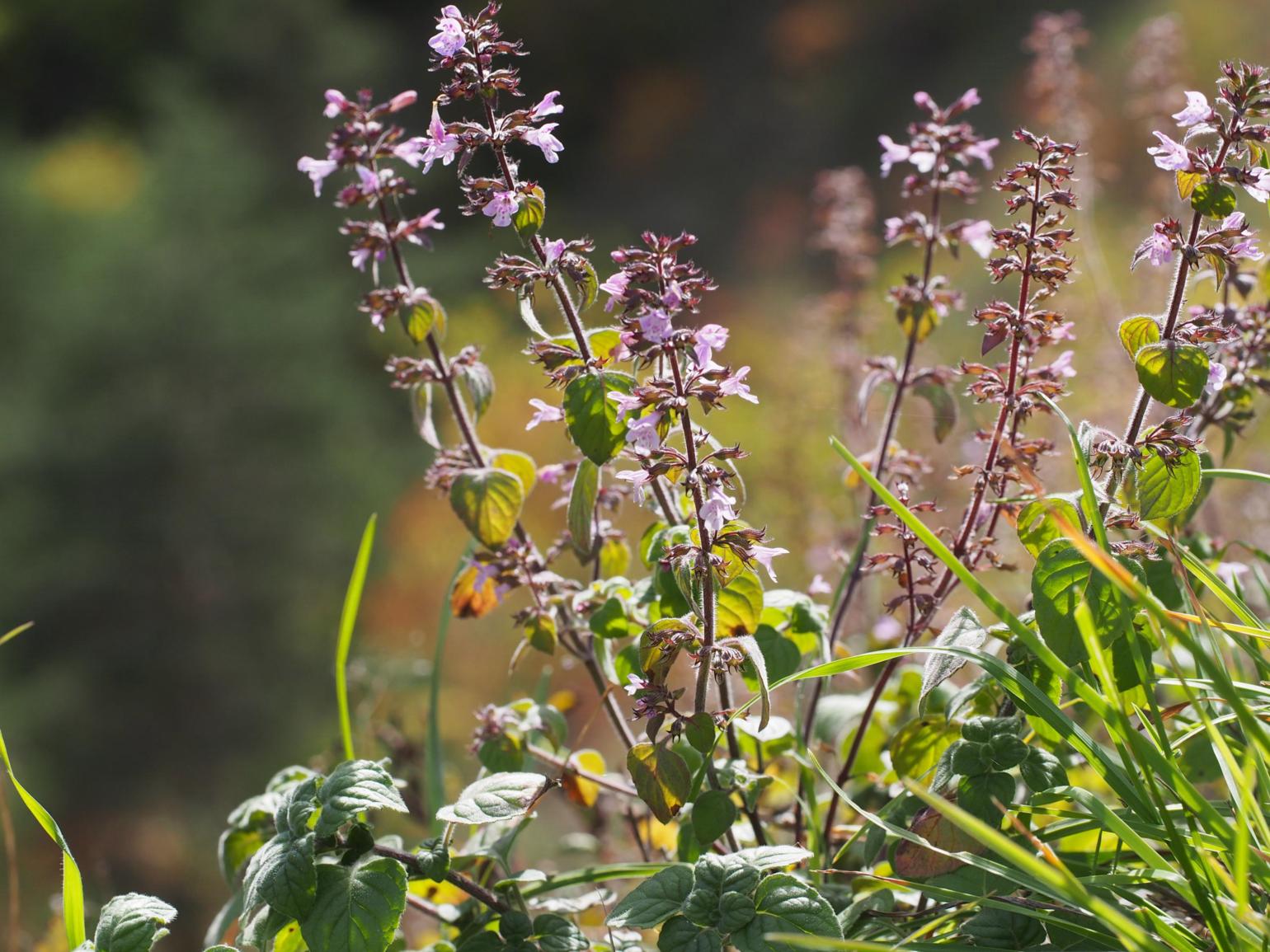 Calamint, Common